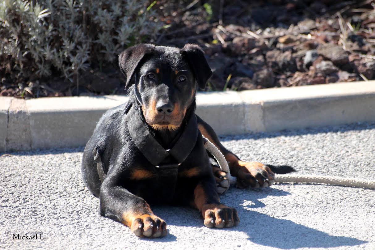 domainedelalicorne.fr Elevage de beauceron chiot beauceron pure race élevage du clos de la licorne elevage des gardiens de la licorne elevage beauceron noir et feu authentique gros gabarits élevage de Beauceron familial sérieux et qualité domainedelalicorne.fr suivi des chiots conseil d’éducation chiot propre bas rouge santé caractère spécialiste du beauceron noir et feu ou arlequin chien rustique berger de France  nos chiots sont élevés avec amour et attention notre passion au service de la qualité Beauceron de qualité et sportif domaine de la licorne 04380 BARRAS élevage en liberté éleveur berger de beauce élevage de beauceron de travail 